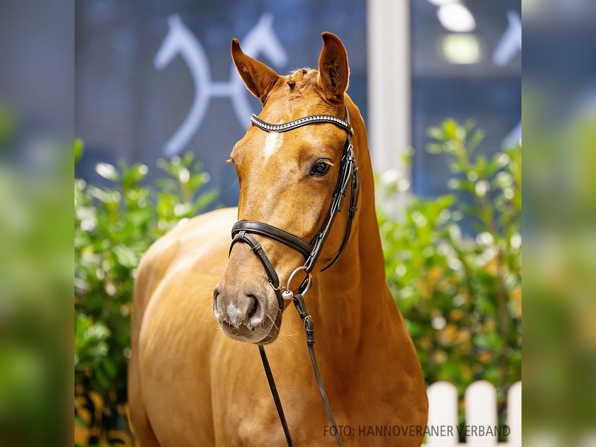 Hannoveriano Caballo castrado 4 años 167 cm Alazán-tostado in Verden