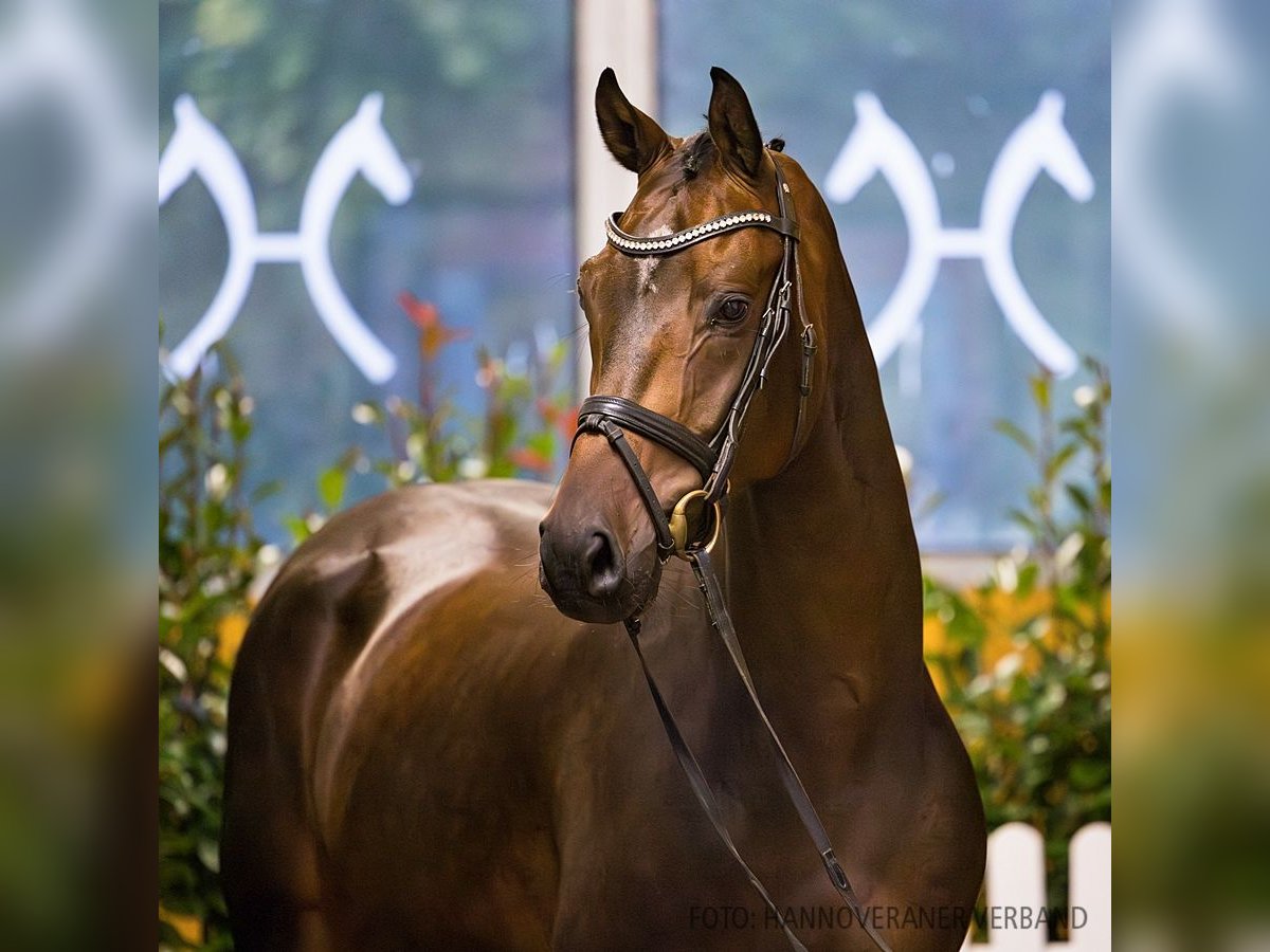 Hannoveriano Caballo castrado 4 años 167 cm Castaño in Verden