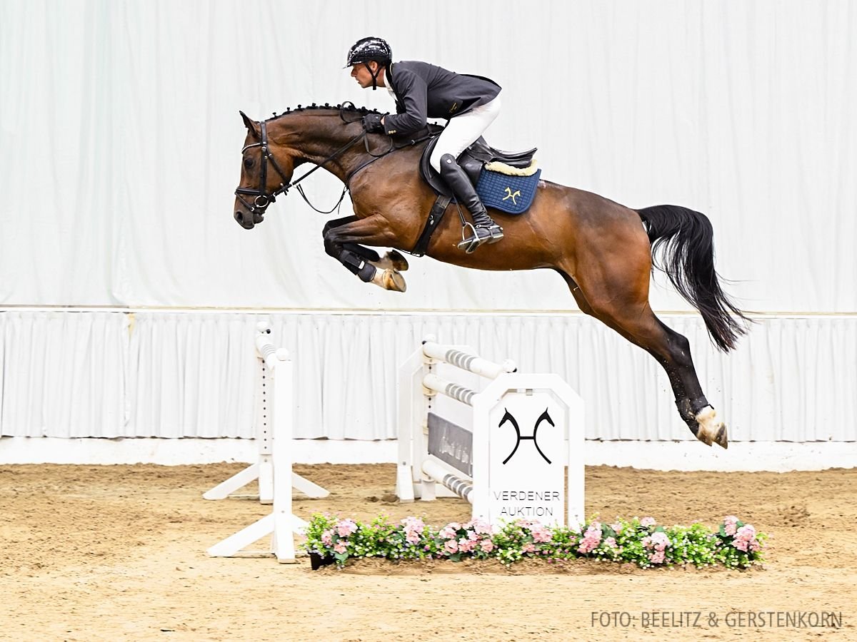 Hannoveriano Caballo castrado 4 años 167 cm Castaño in Verden