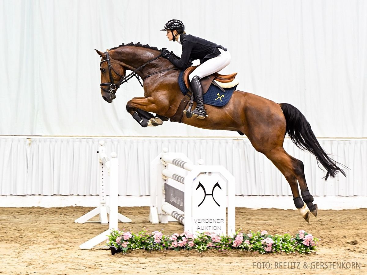 Hannoveriano Caballo castrado 4 años 167 cm Castaño in Verden