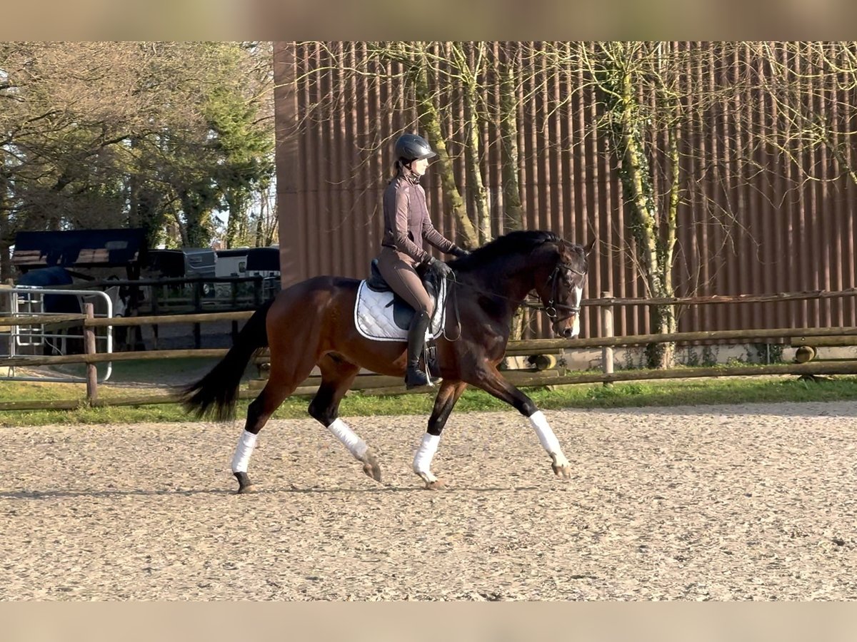 Hannoveriano Caballo castrado 4 años 167 cm Castaño oscuro in Hoya