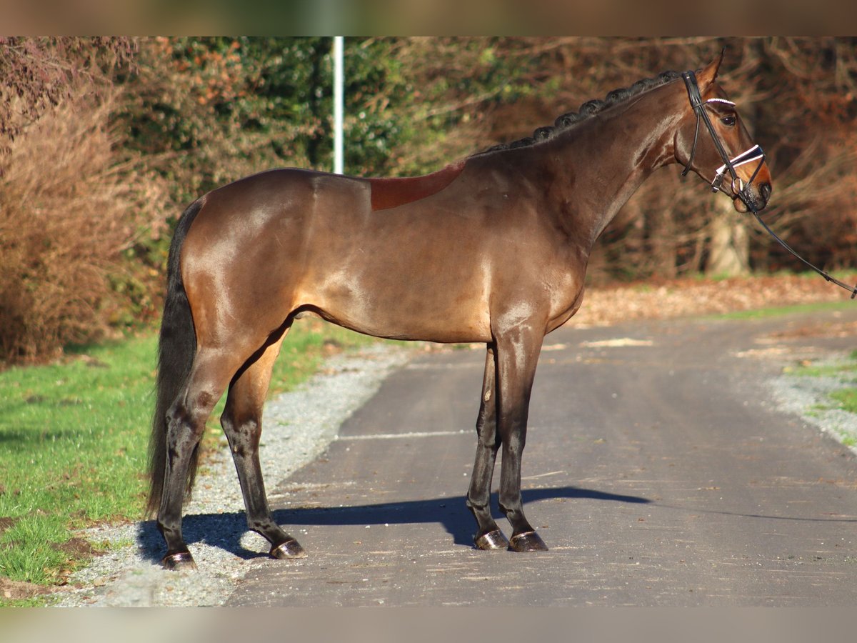 Hannoveriano Caballo castrado 4 años 167 cm Castaño oscuro in Reeßum