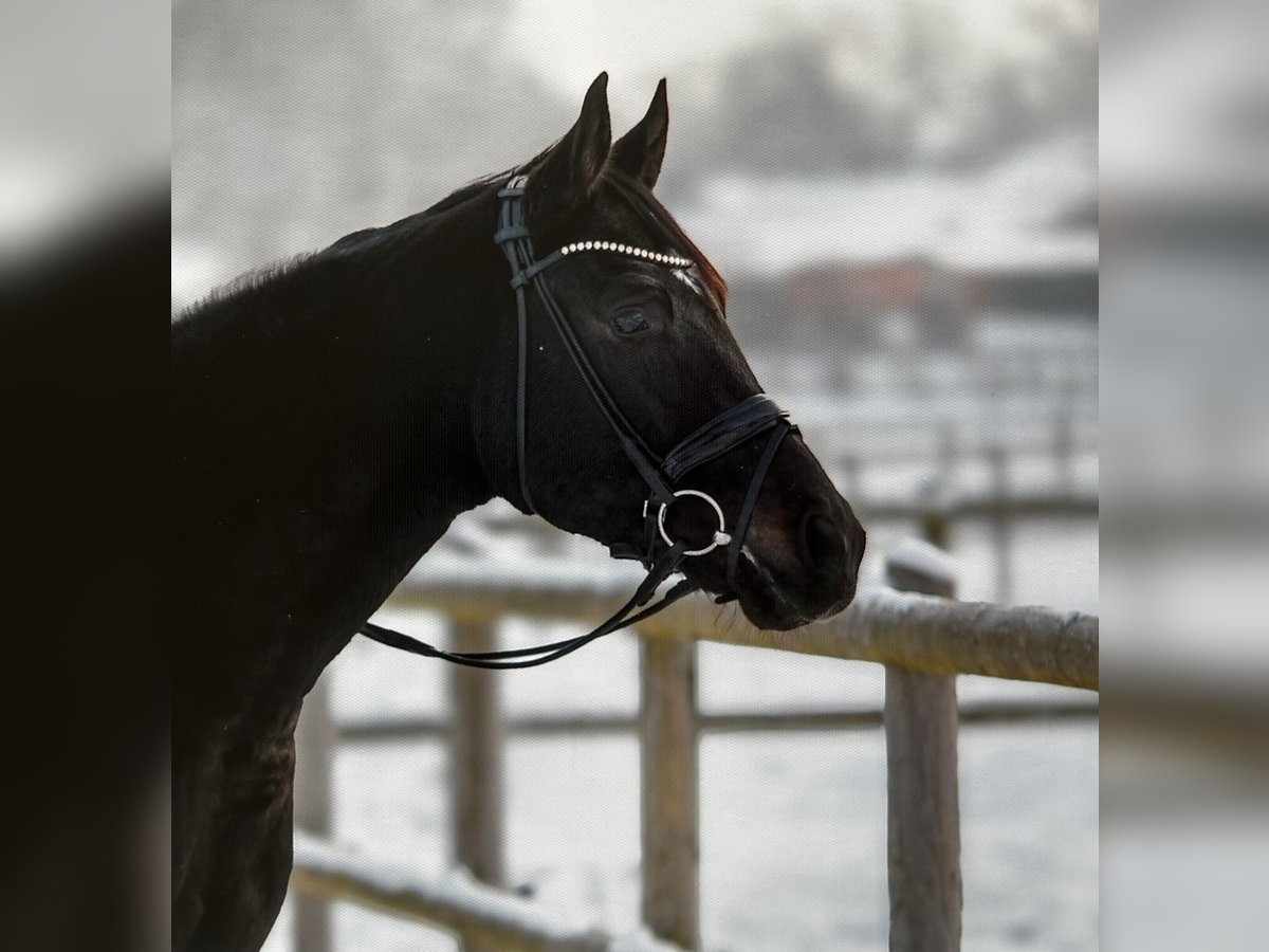 Hannoveriano Caballo castrado 4 años 167 cm Morcillo in Norderstedt