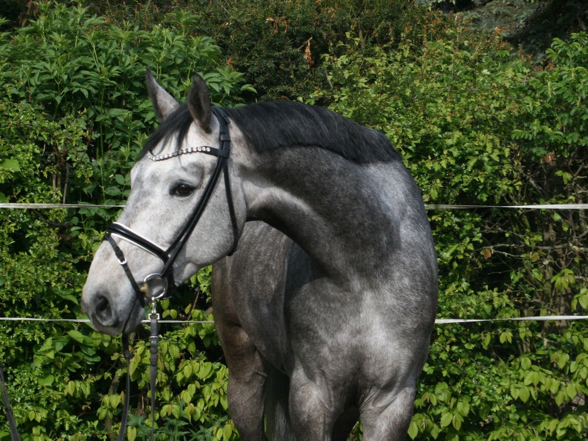 Hannoveriano Caballo castrado 4 años 167 cm Tordo in Hohenhameln