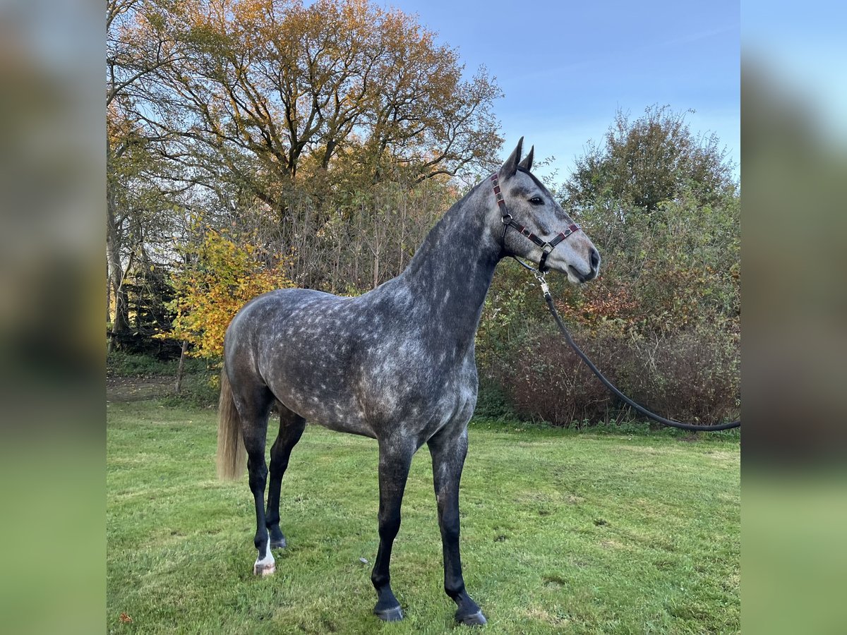 Hannoveriano Caballo castrado 4 años 167 cm Tordo rodado in Ankum