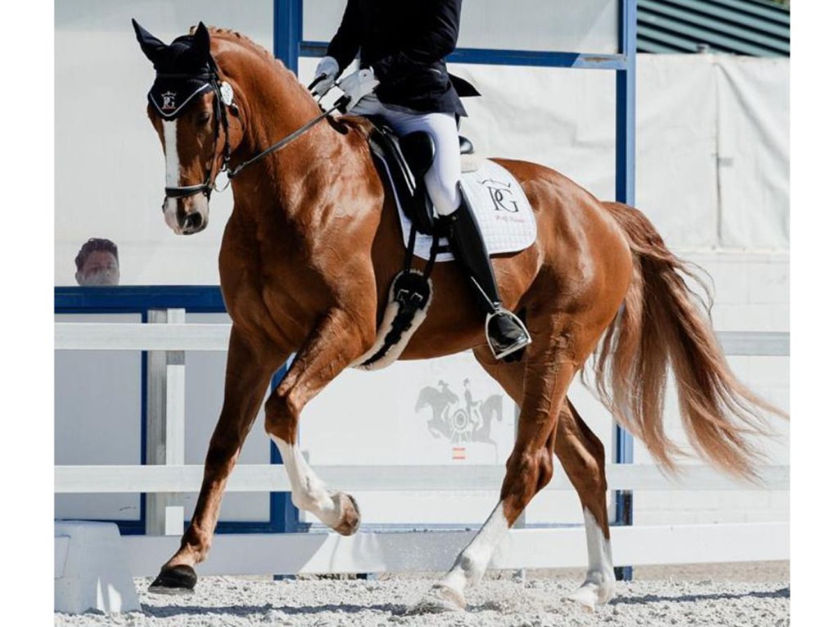 Hannoveriano Caballo castrado 4 años 168 cm Alazán in Navas Del Madroño