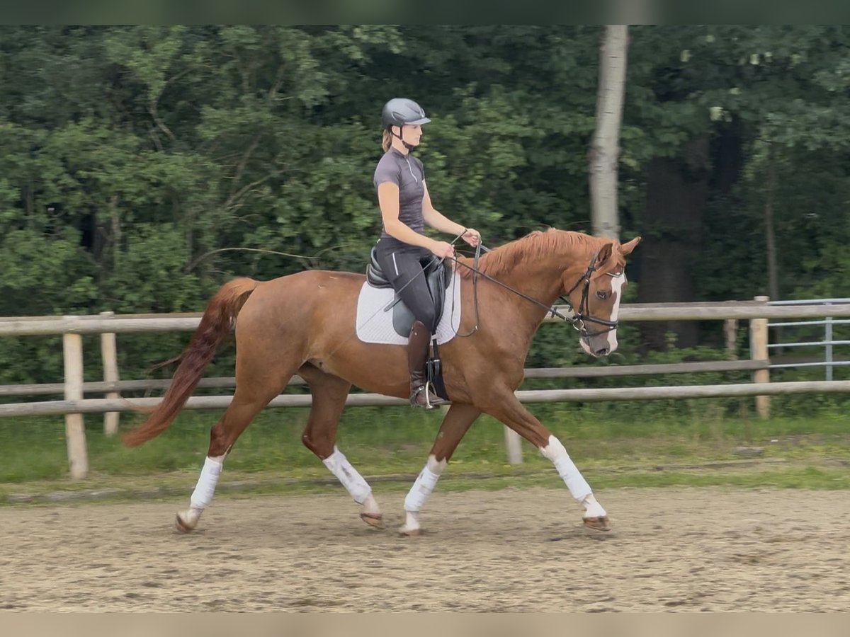 Hannoveriano Caballo castrado 4 años 168 cm Alazán in Hoya