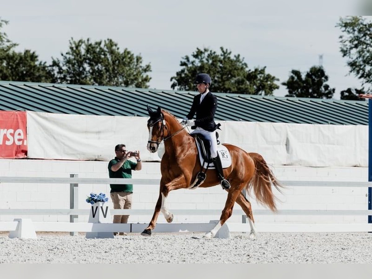 Hannoveriano Caballo castrado 4 años 168 cm Alazán in Peñaranda De Bracamonte