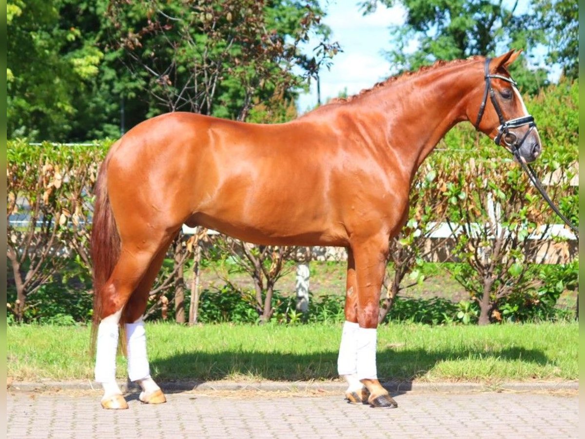 Hannoveriano Caballo castrado 4 años 168 cm Alazán in Selsingen