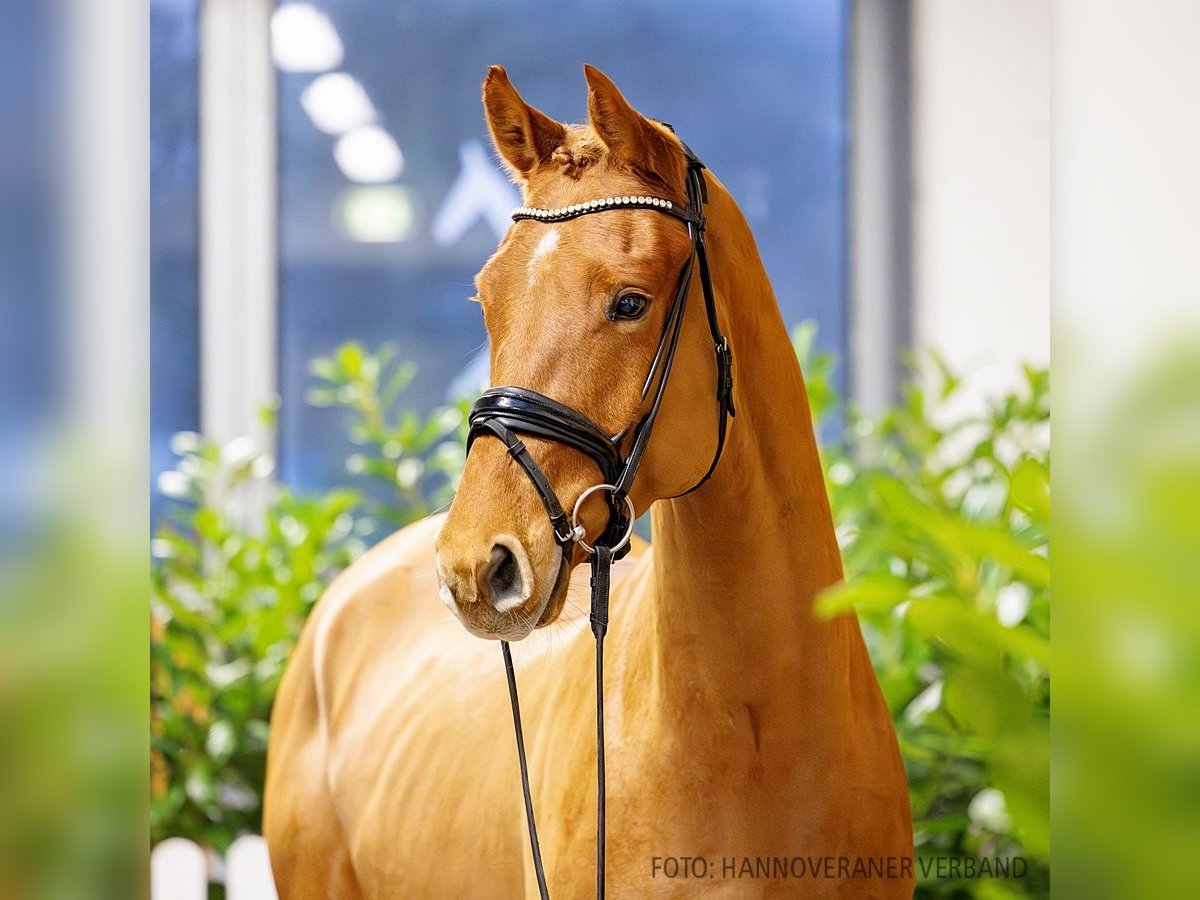 Hannoveriano Caballo castrado 4 años 168 cm Alazán in Verden