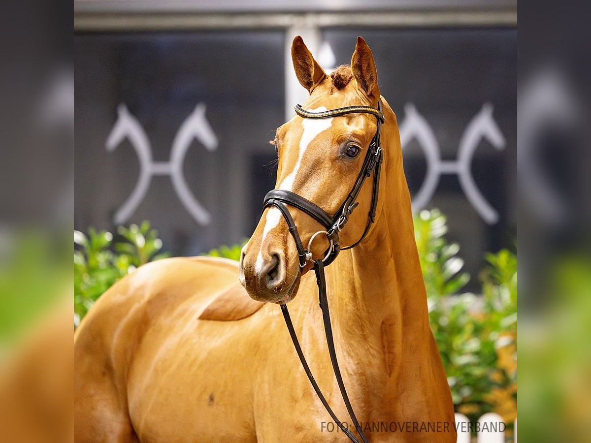 Hannoveriano Caballo castrado 4 años 168 cm Alazán in Verden