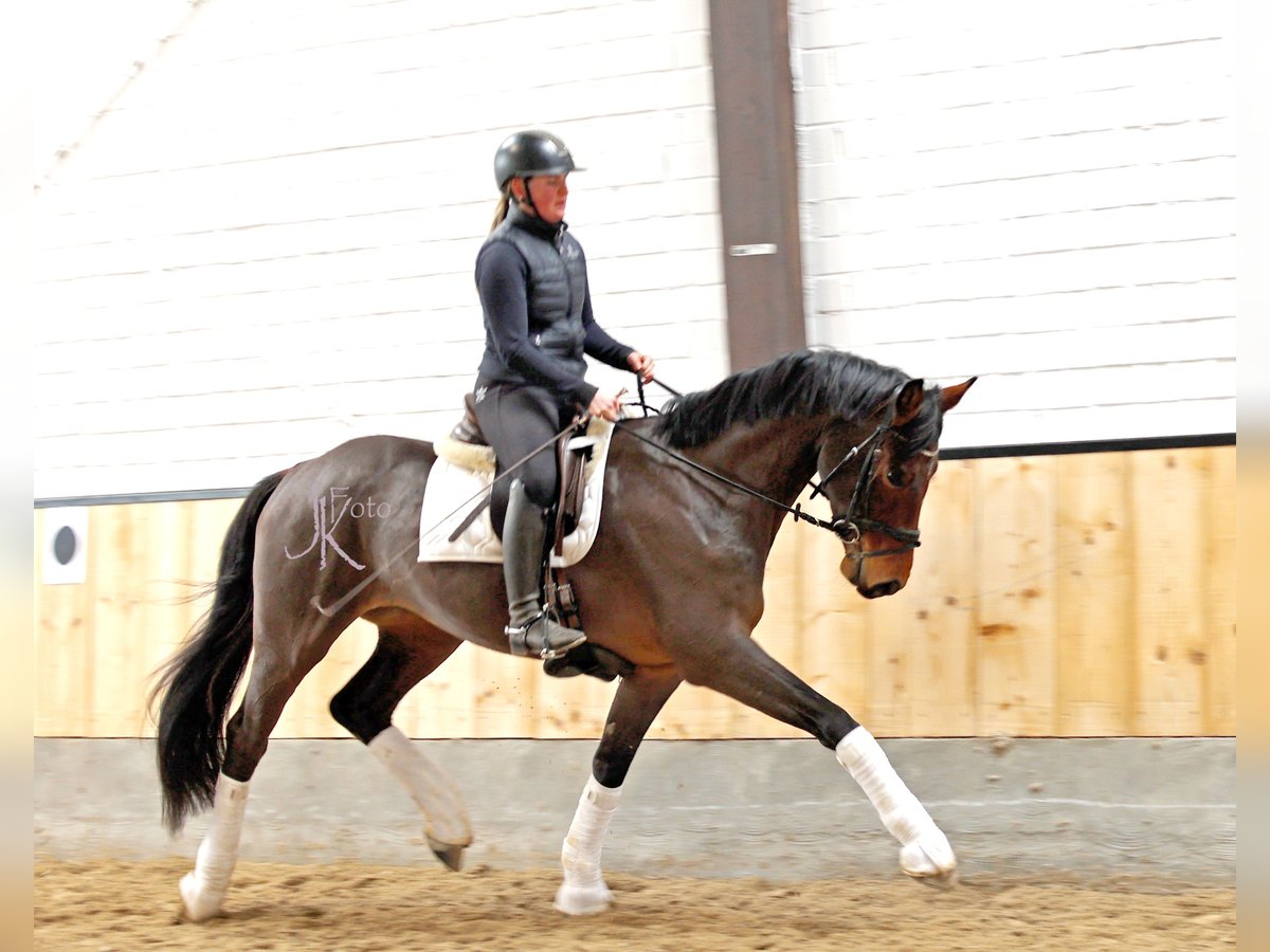 Hannoveriano Caballo castrado 4 años 168 cm Castaño in Kempen