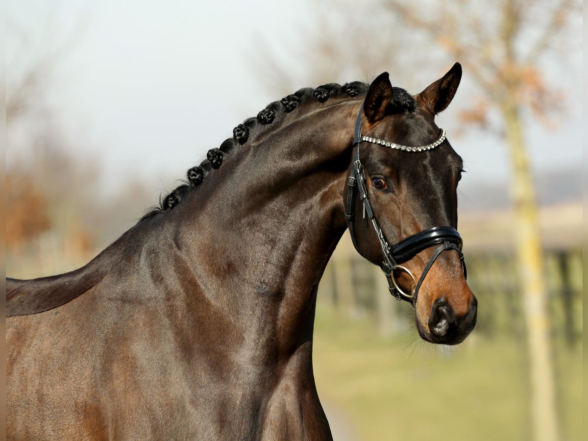 Hannoveriano Caballo castrado 4 años 168 cm Castaño in Diepholz