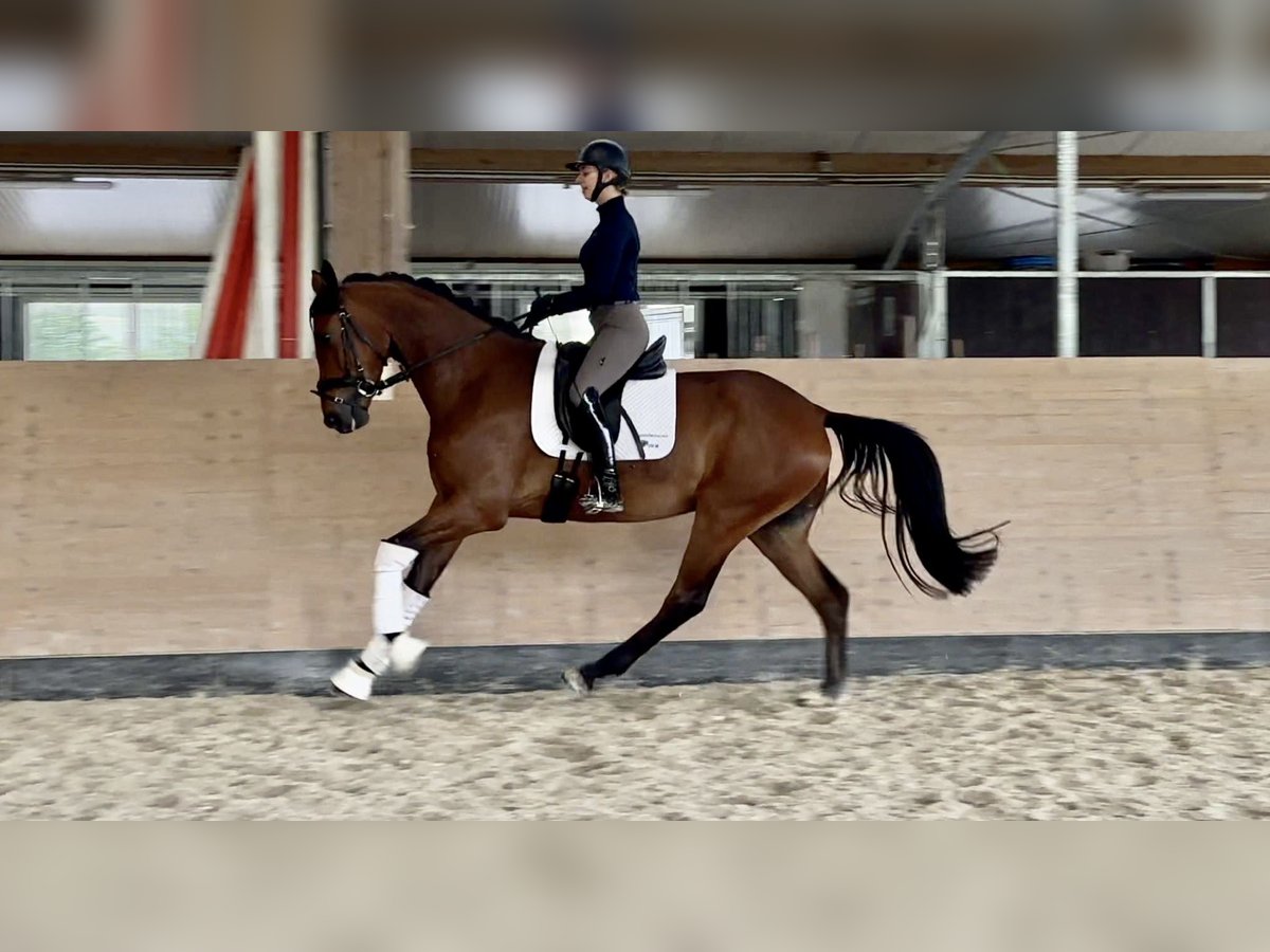 Hannoveriano Caballo castrado 4 años 168 cm Castaño in Windesheim