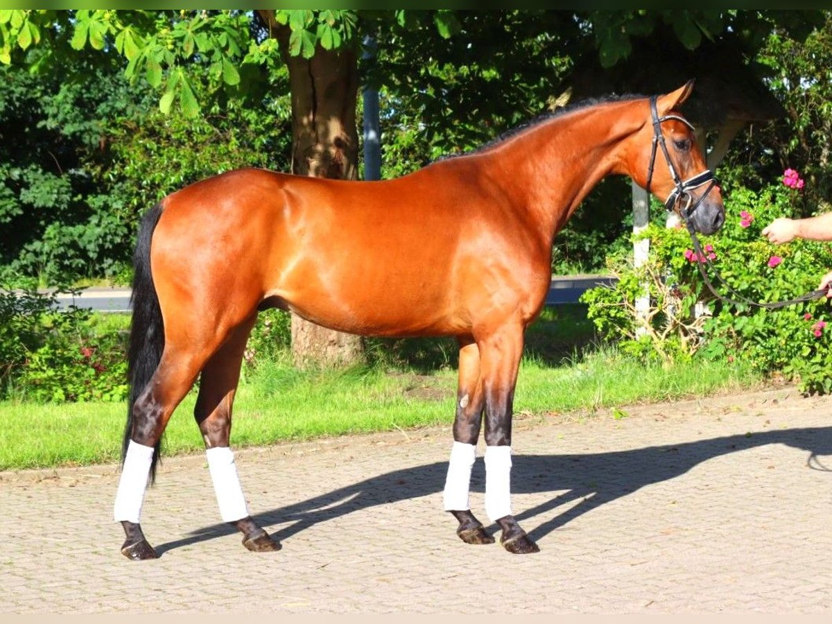 Hannoveriano Caballo castrado 4 años 168 cm Castaño in Selsingen