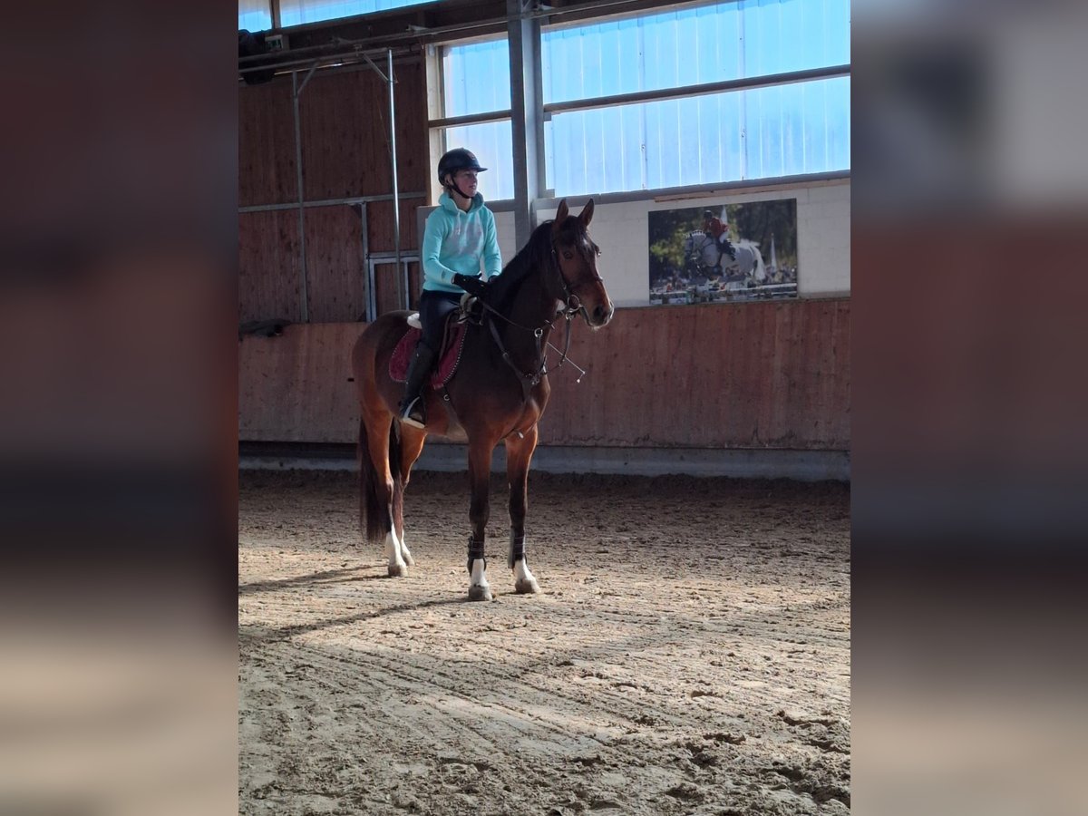 Hannoveriano Caballo castrado 4 años 168 cm Castaño in Grevenbroich