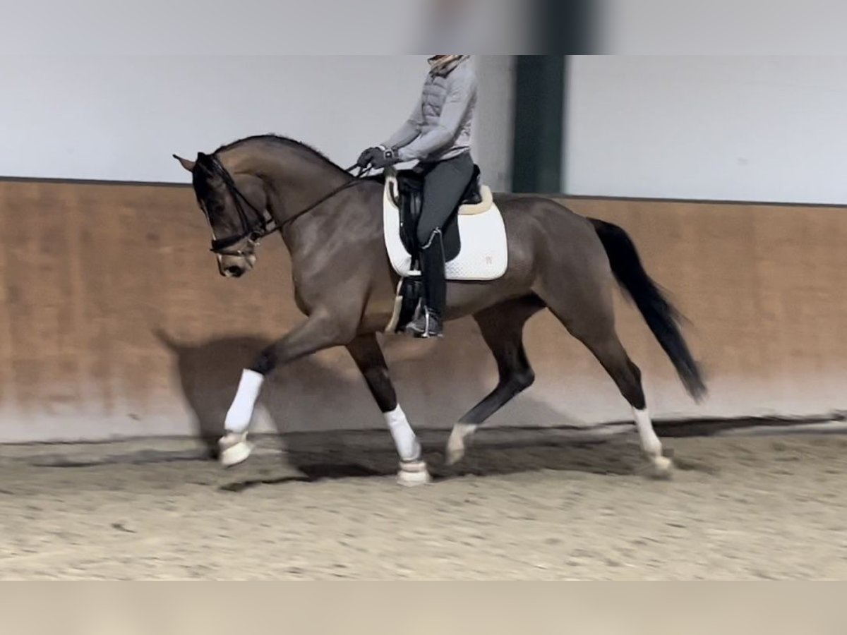 Hannoveriano Caballo castrado 4 años 168 cm Castaño oscuro in M&#xF6;nchengladbach