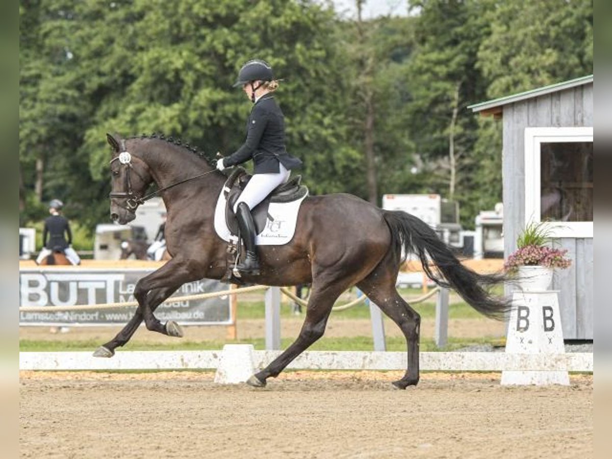 Hannoveriano Caballo castrado 4 años 168 cm Morcillo in Böheimkirchen