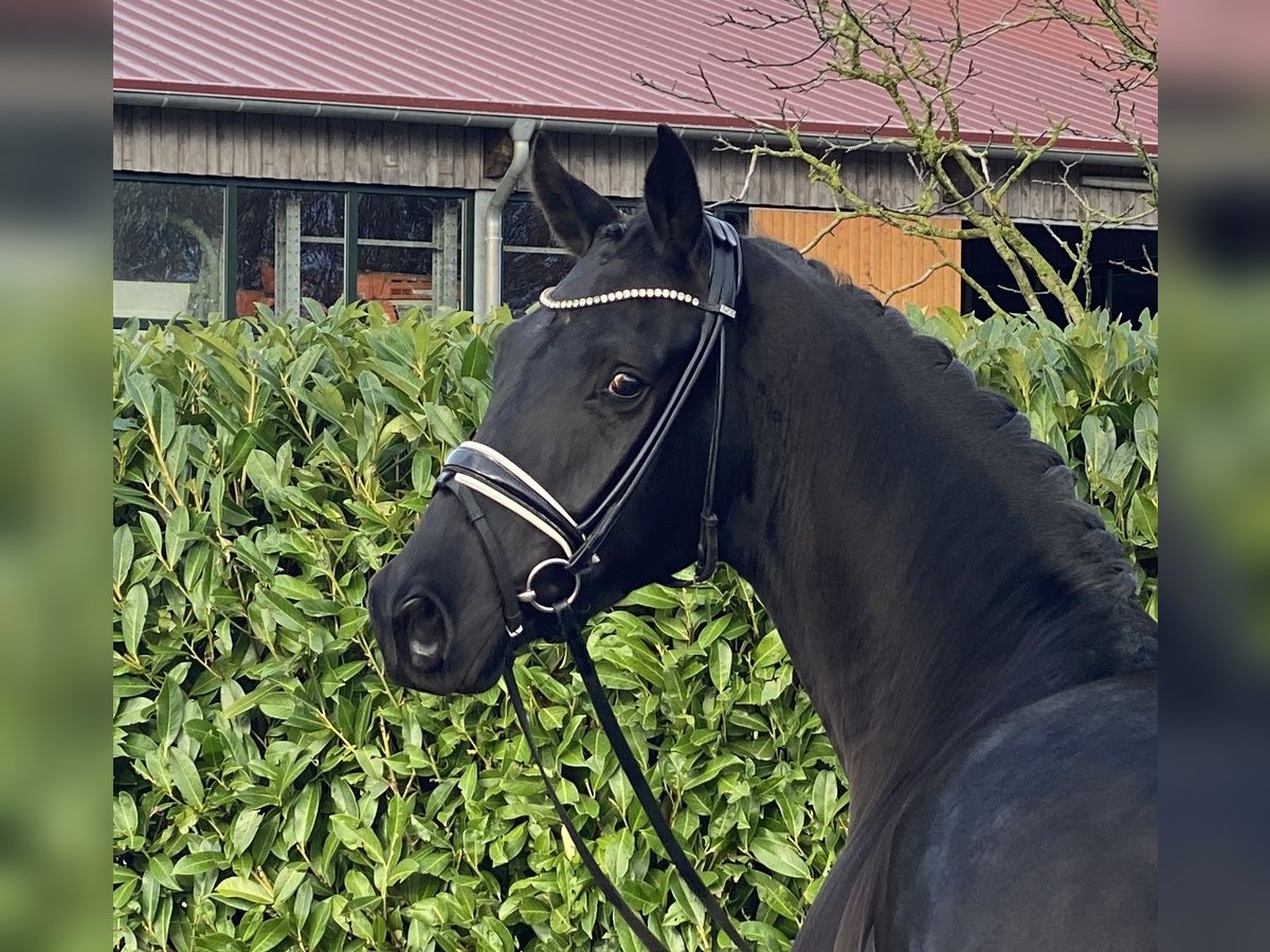 Hannoveriano Caballo castrado 4 años 168 cm Negro in Visbek