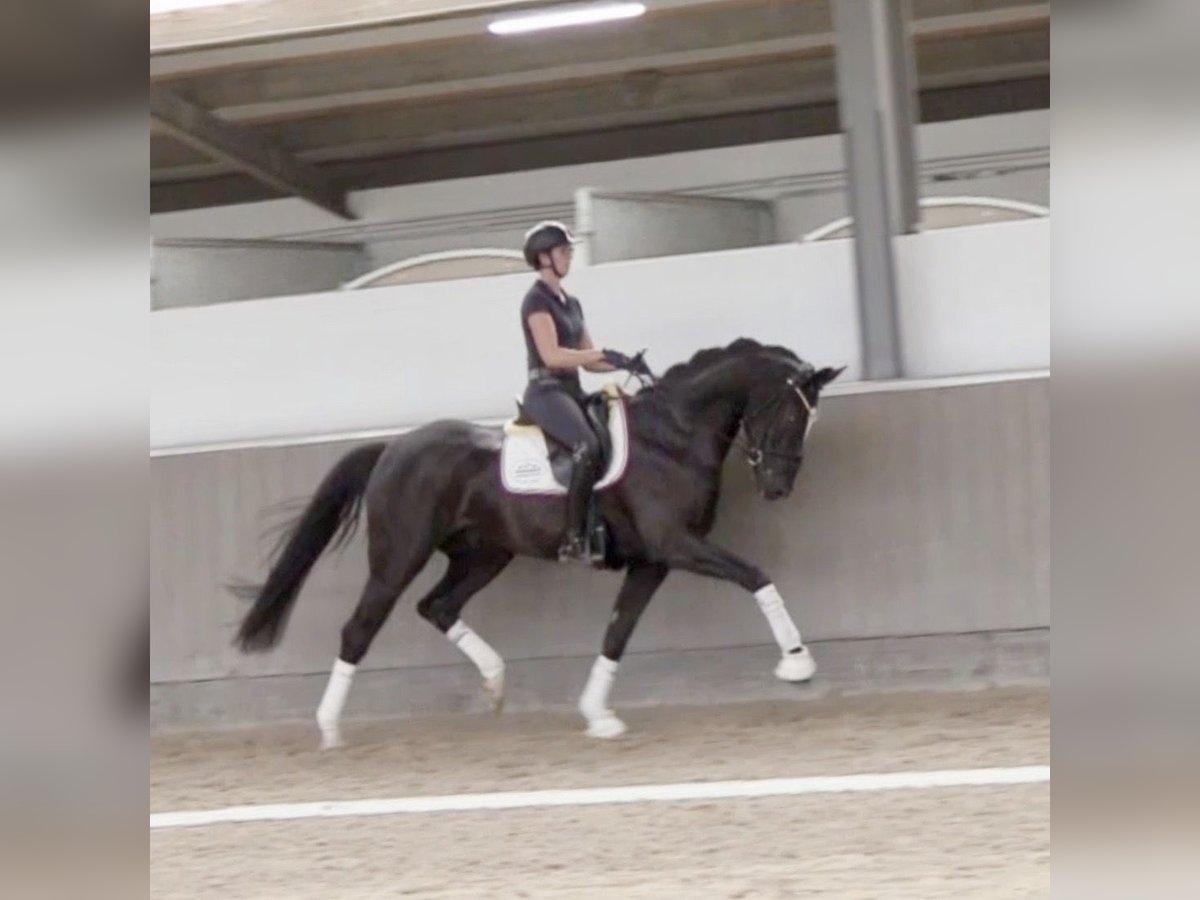 Hannoveriano Caballo castrado 4 años 168 cm Negro in Greven