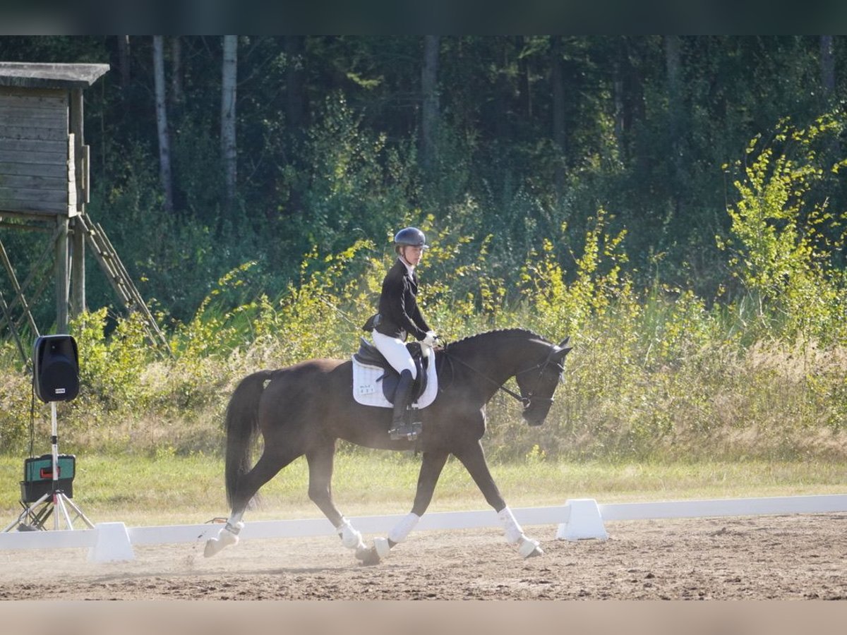 Hannoveriano Caballo castrado 4 años 168 cm Negro in Wendorf