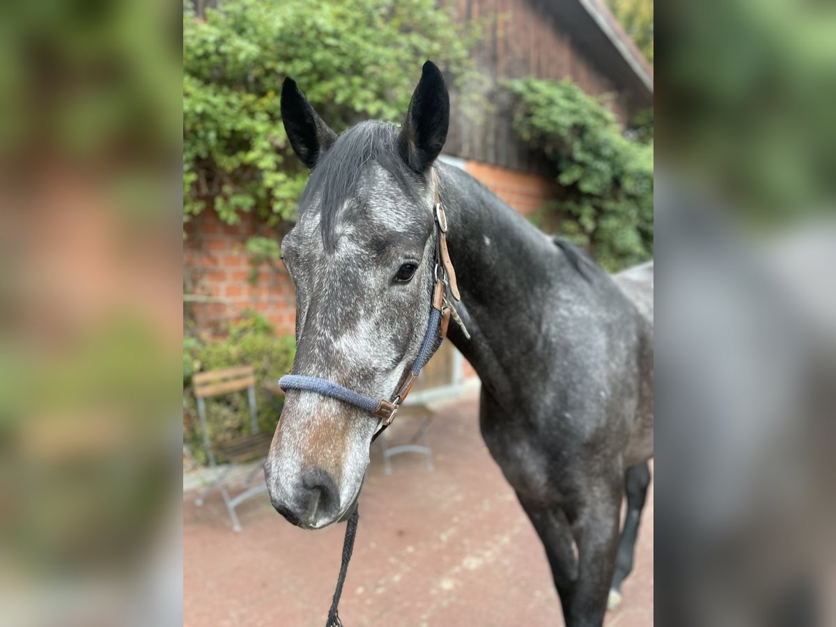 Hannoveriano Caballo castrado 4 años 168 cm Tordo in Verden (Aller)