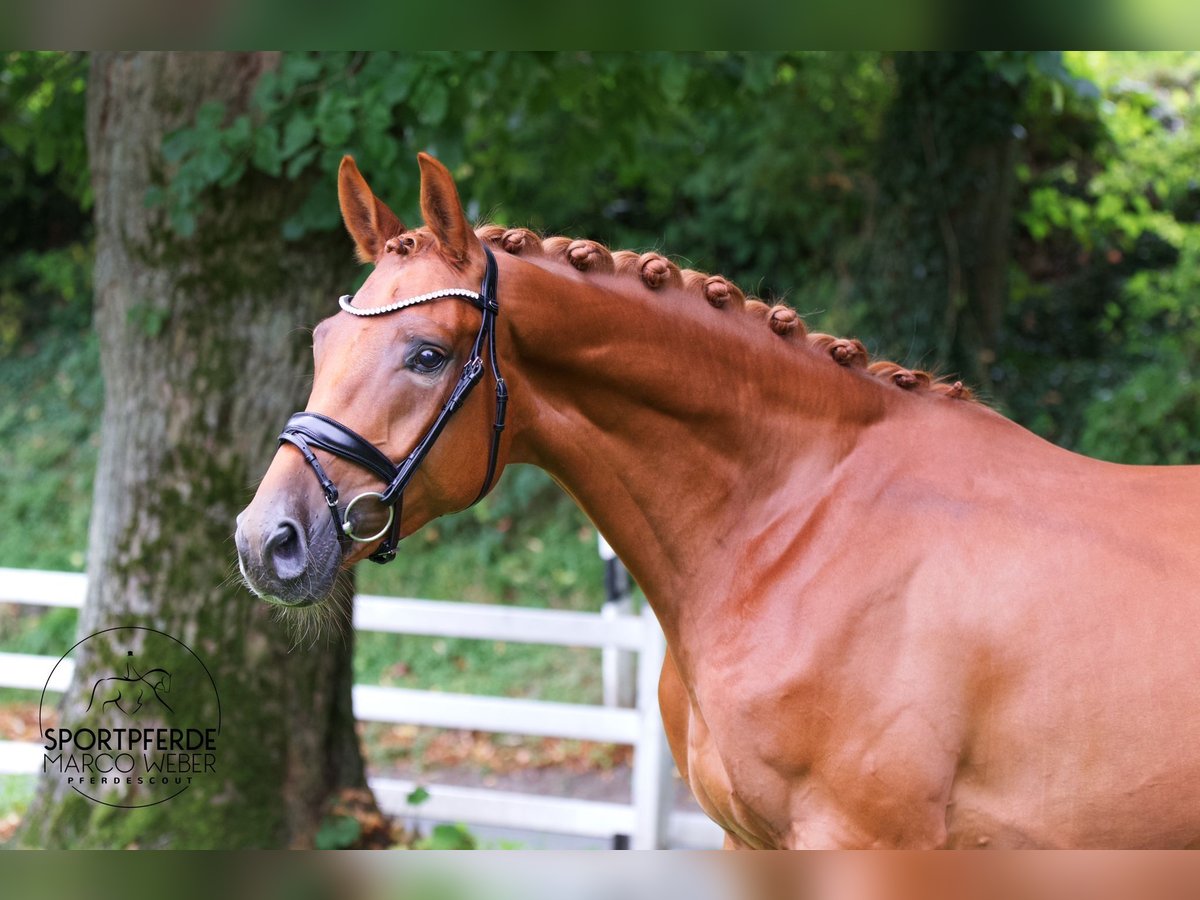 Hannoveriano Caballo castrado 4 años 169 cm Alazán in Lengerich