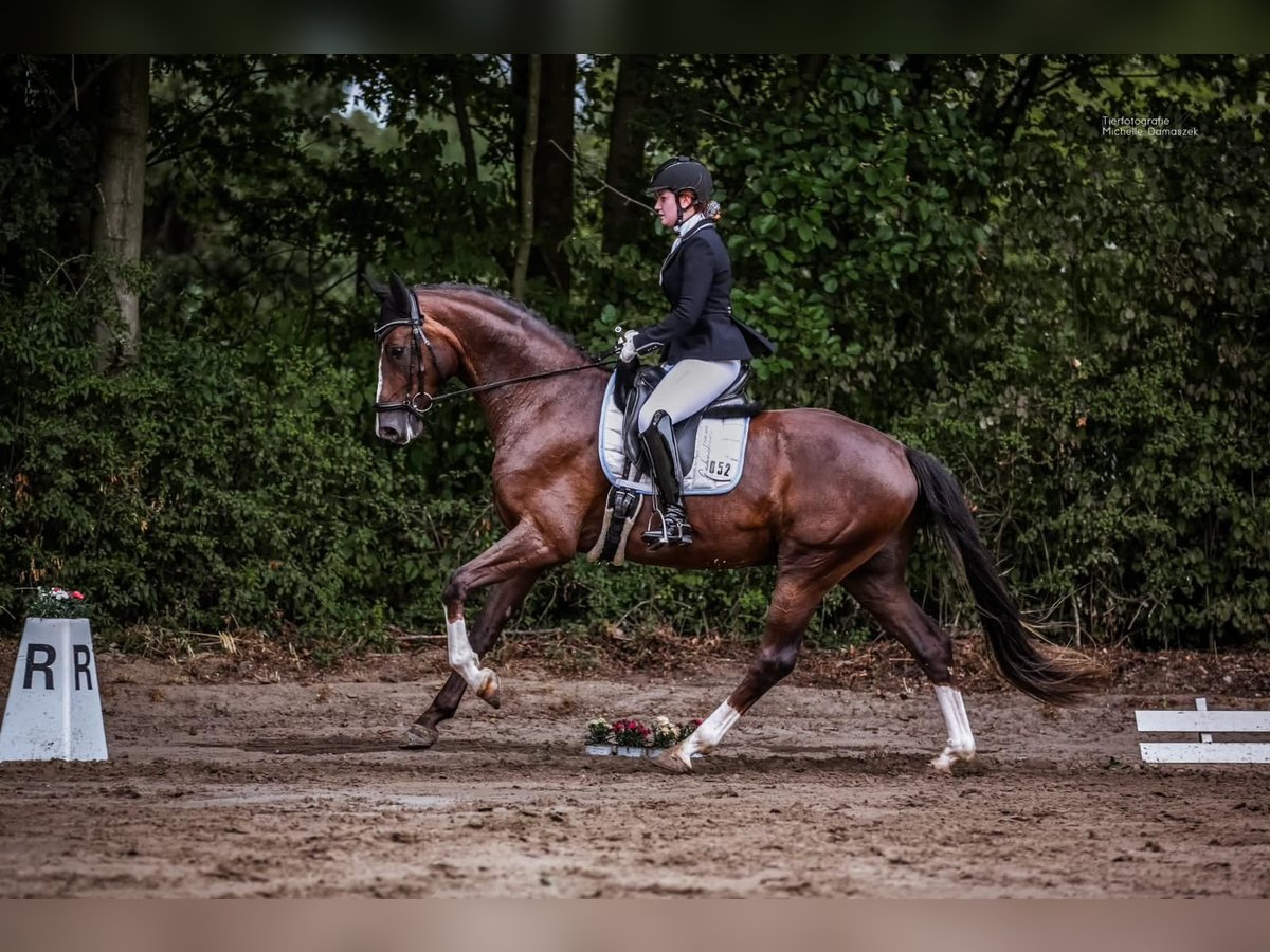 Hannoveriano Caballo castrado 4 años 169 cm Alazán-tostado in Meerbusch