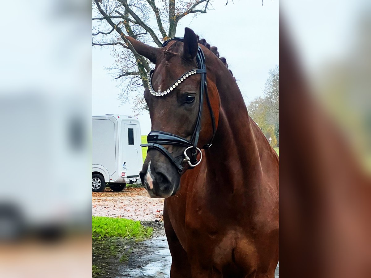 Hannoveriano Caballo castrado 4 años 169 cm Alazán-tostado in Bramsche