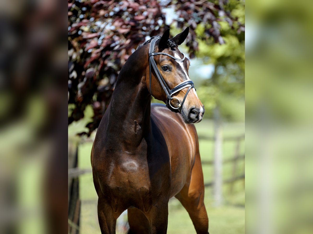 Hannoveriano Caballo castrado 4 años 169 cm Castaño in Diepholz