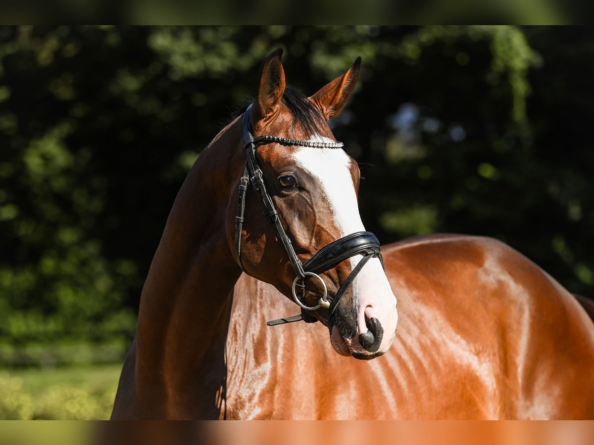 Hannoveriano Caballo castrado 4 años 169 cm Castaño in Riedstadt