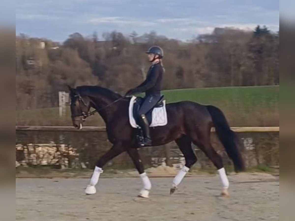 Hannoveriano Caballo castrado 4 años 169 cm Castaño oscuro in Bergisch Gladbach