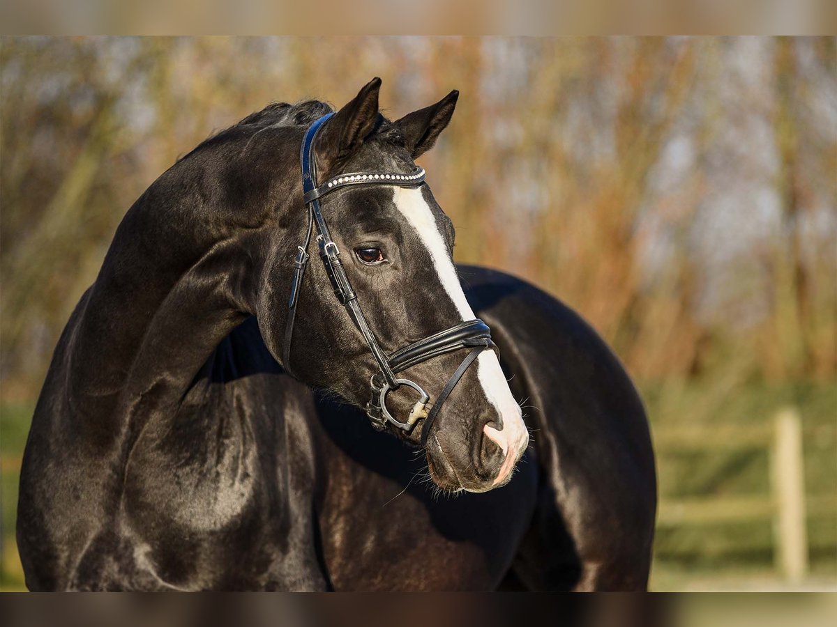 Hannoveriano Caballo castrado 4 años 169 cm Negro in Riedstadt