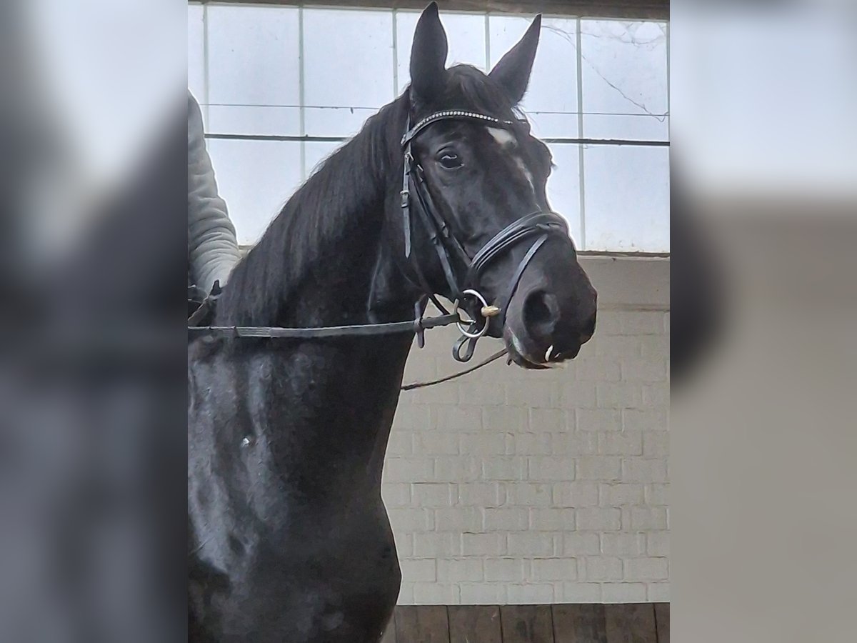 Hannoveriano Caballo castrado 4 años 169 cm Negro in Meerbusch