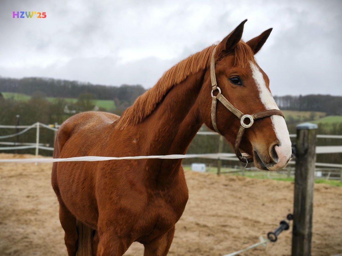 Hannoveriano Caballo castrado 4 años 170 cm Alazán in Altenkirchen