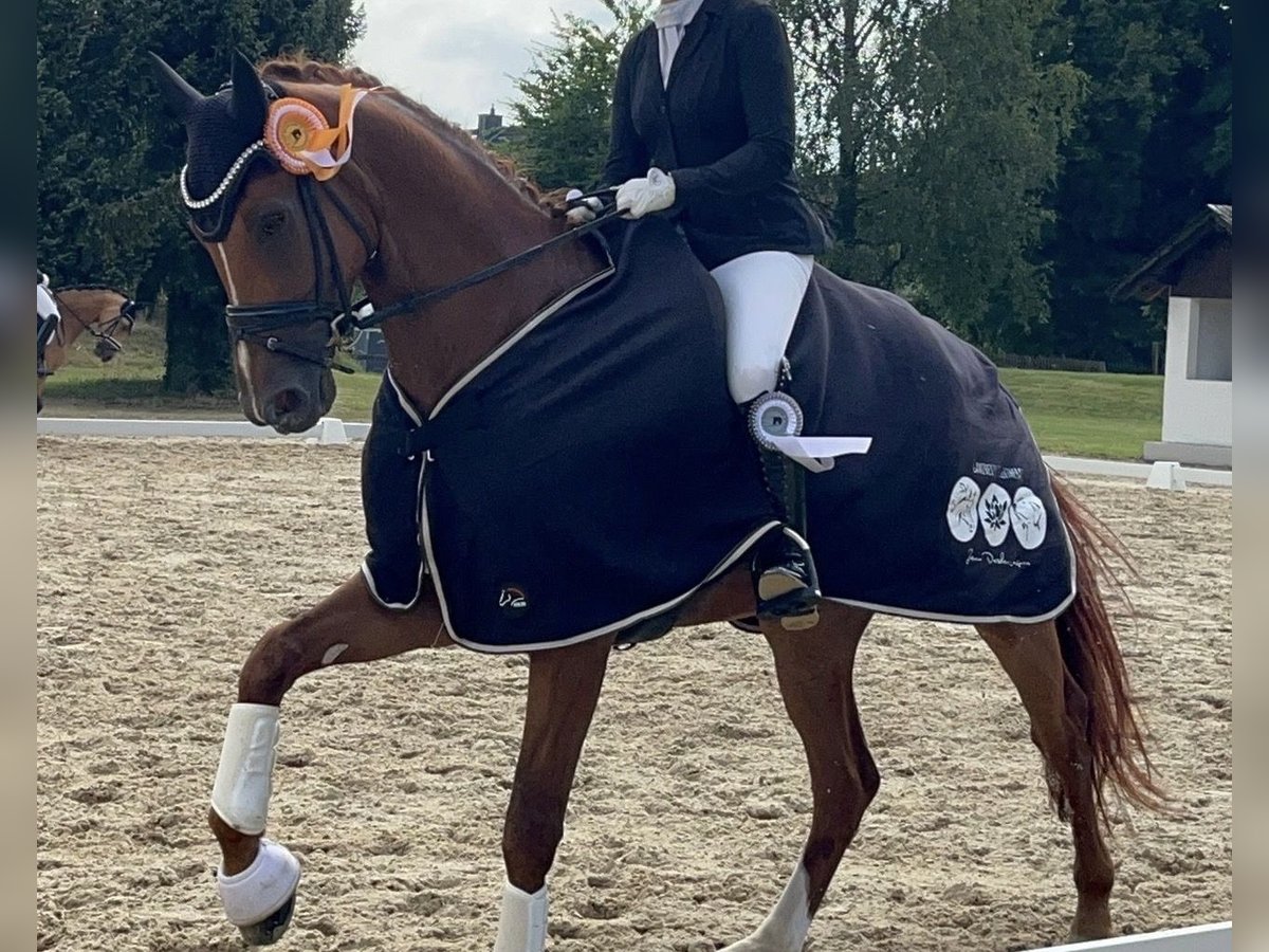 Hannoveriano Caballo castrado 4 años 170 cm Alazán in Bonefeld