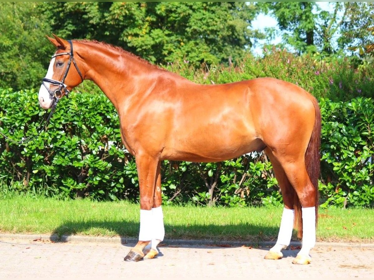 Hannoveriano Caballo castrado 4 años 170 cm Alazán in Selsingen