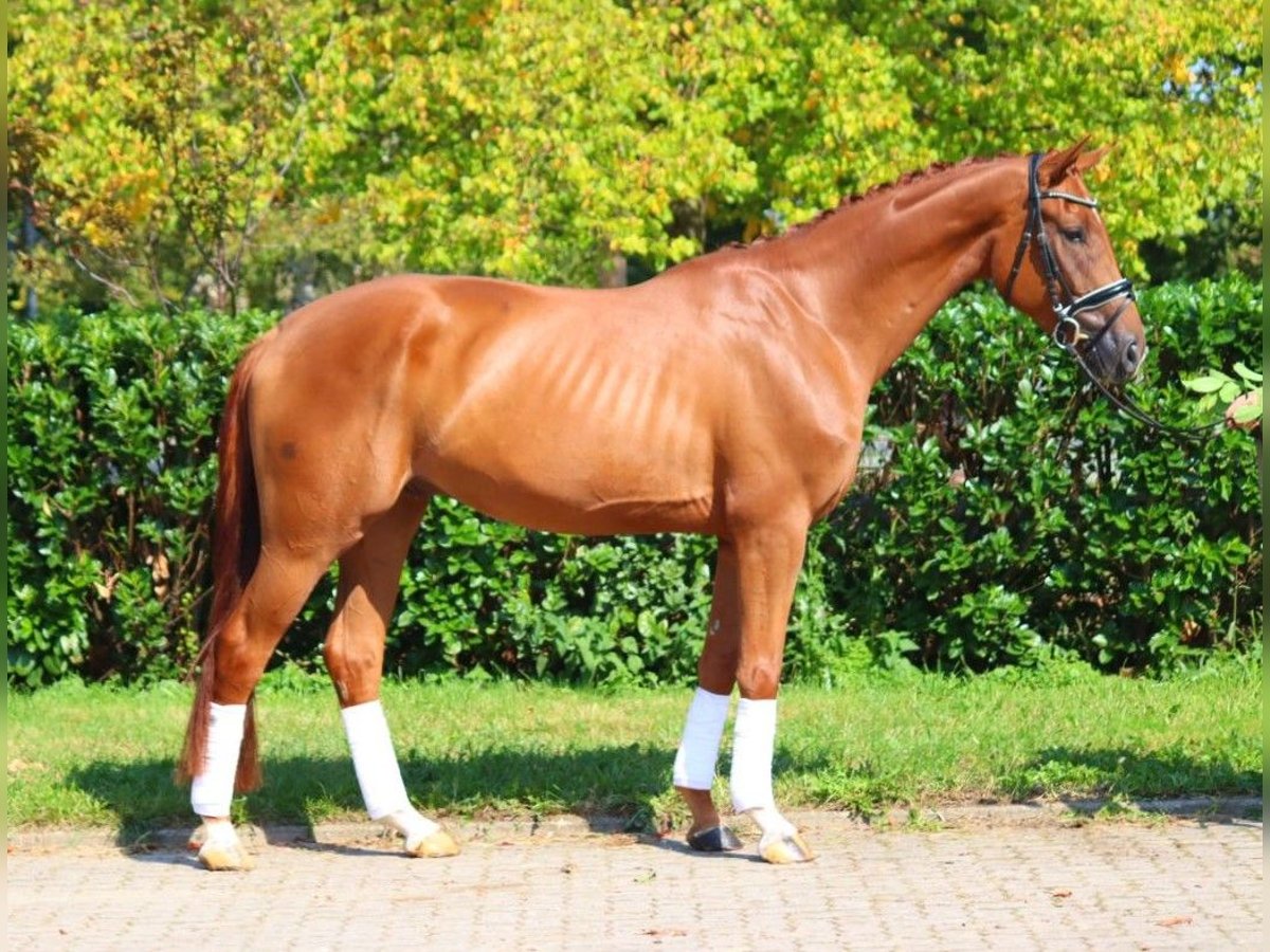 Hannoveriano Caballo castrado 4 años 170 cm Alazán in Selsingen