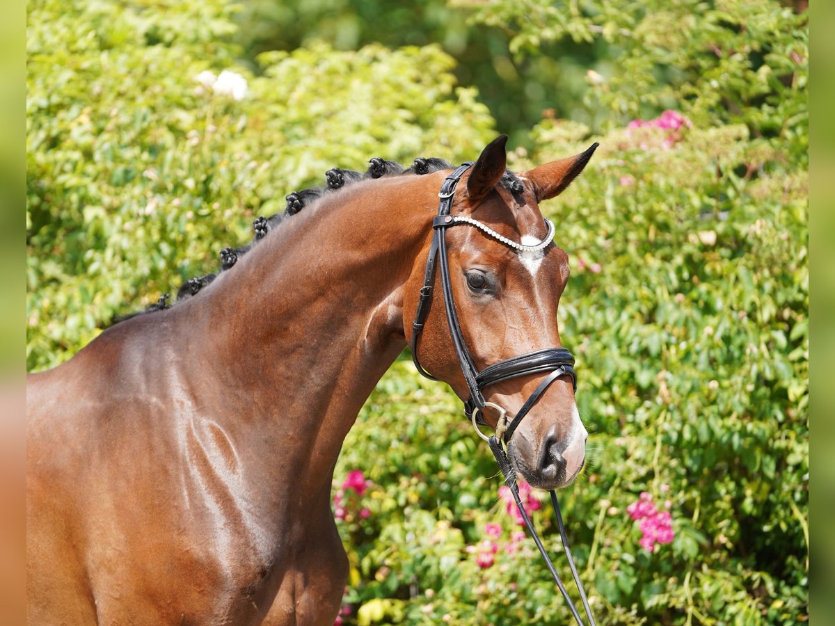 Hannoveriano Caballo castrado 4 años 170 cm Castaño in Hohenfelde