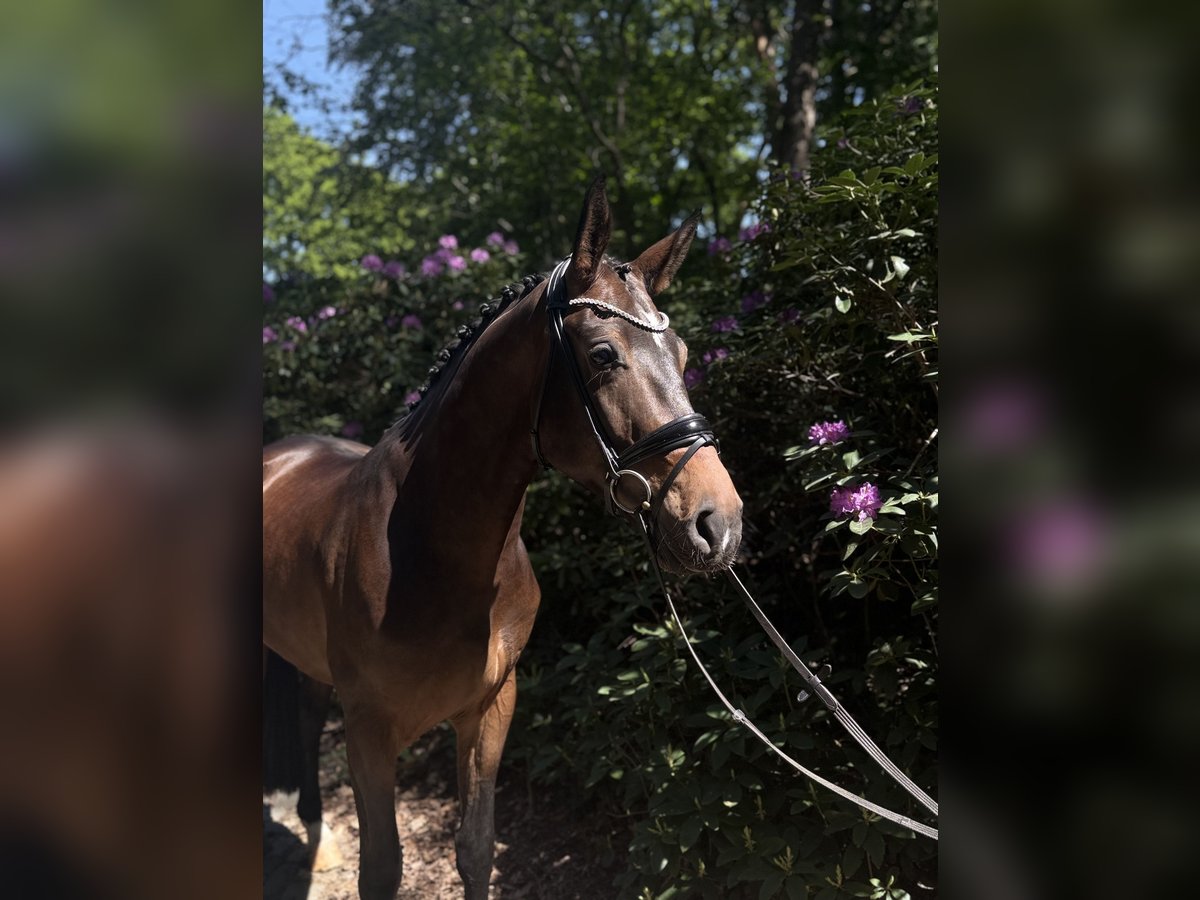 Hannoveriano Caballo castrado 4 años 170 cm Castaño in Sottrum