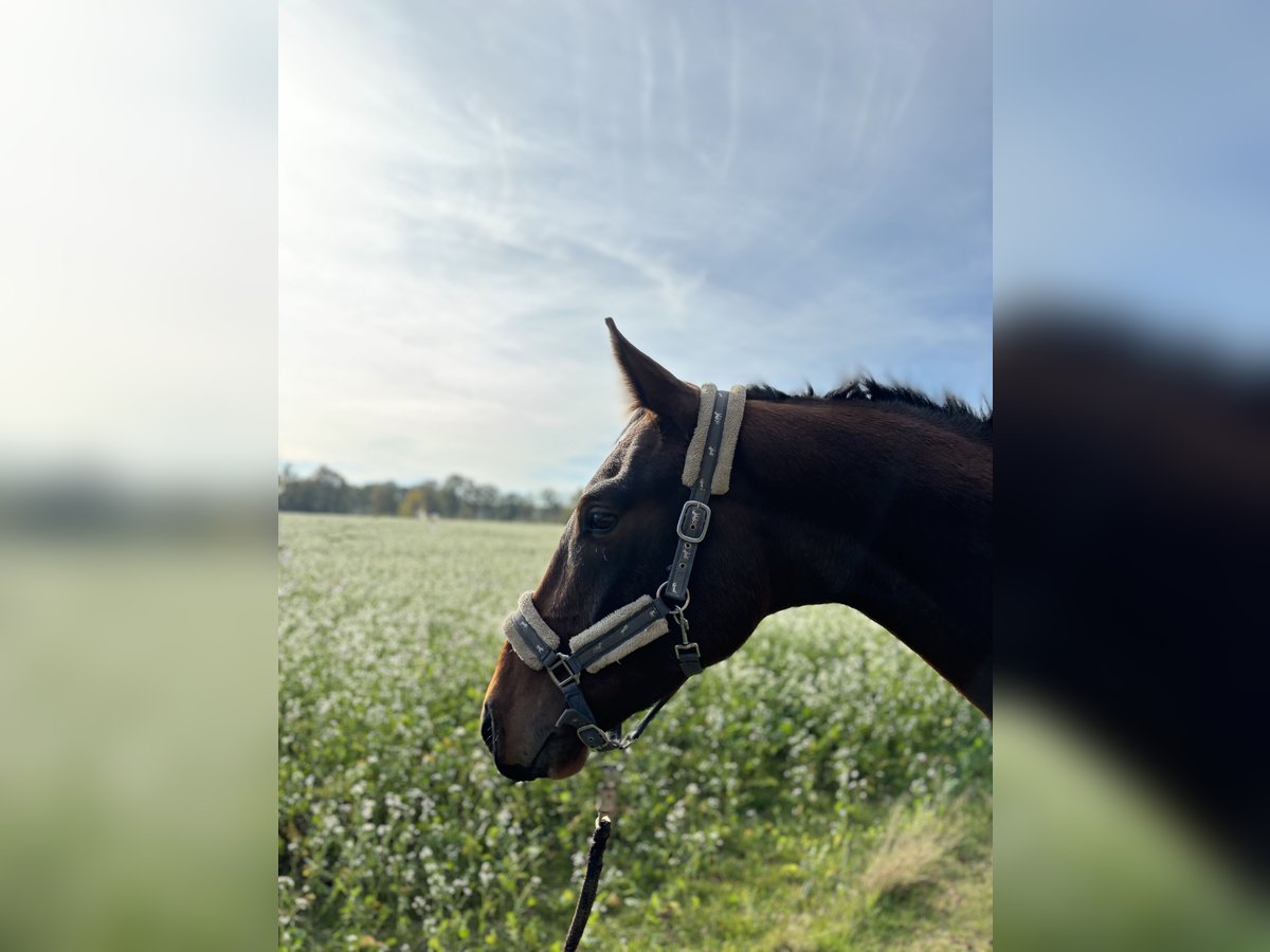 Hannoveriano Caballo castrado 4 años 170 cm Castaño in Neuenkirchen