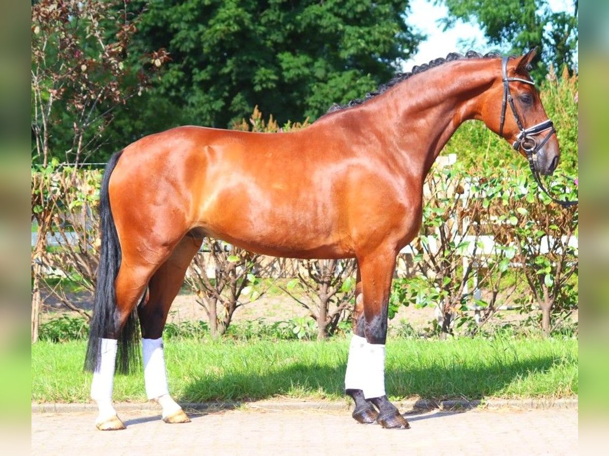 Hannoveriano Caballo castrado 4 años 170 cm Castaño in Selsingen