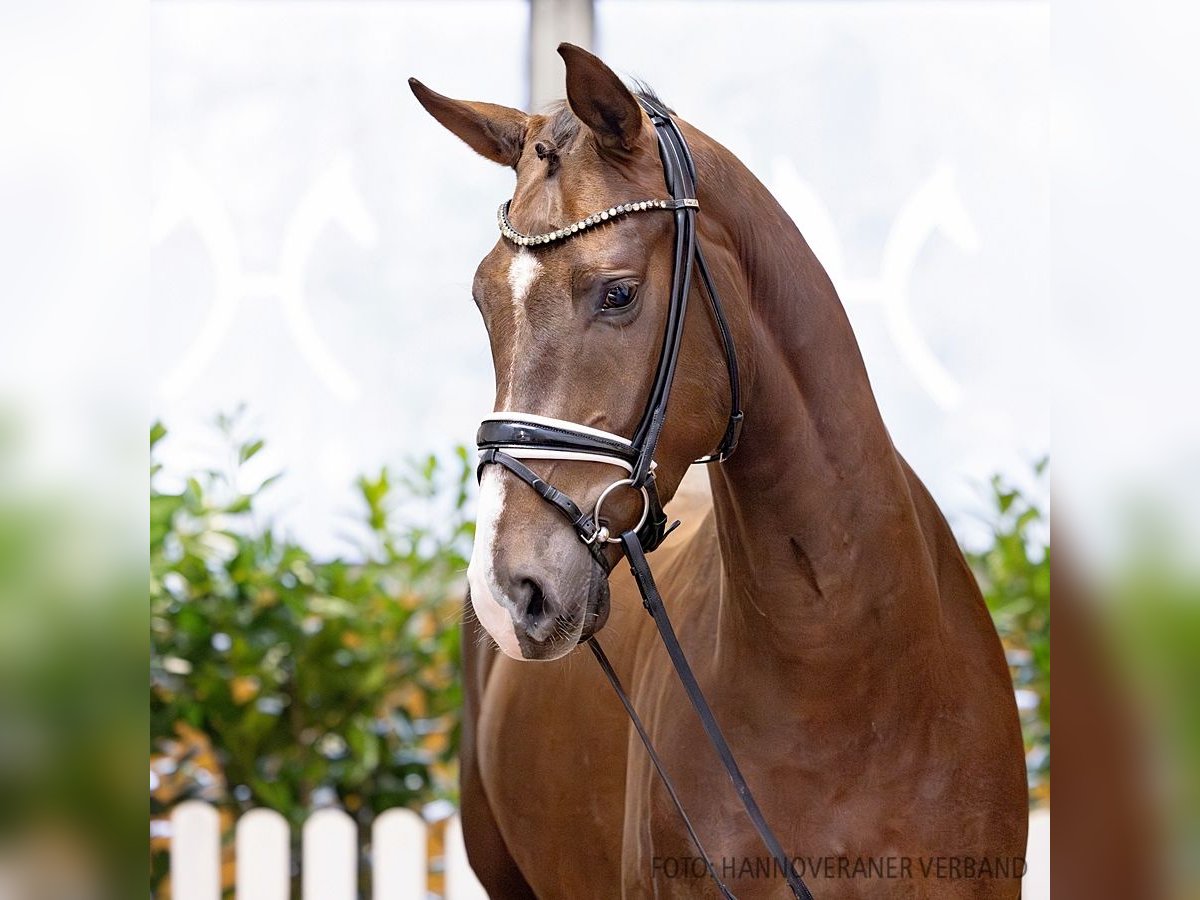 Hannoveriano Caballo castrado 4 años 170 cm Castaño in Verden