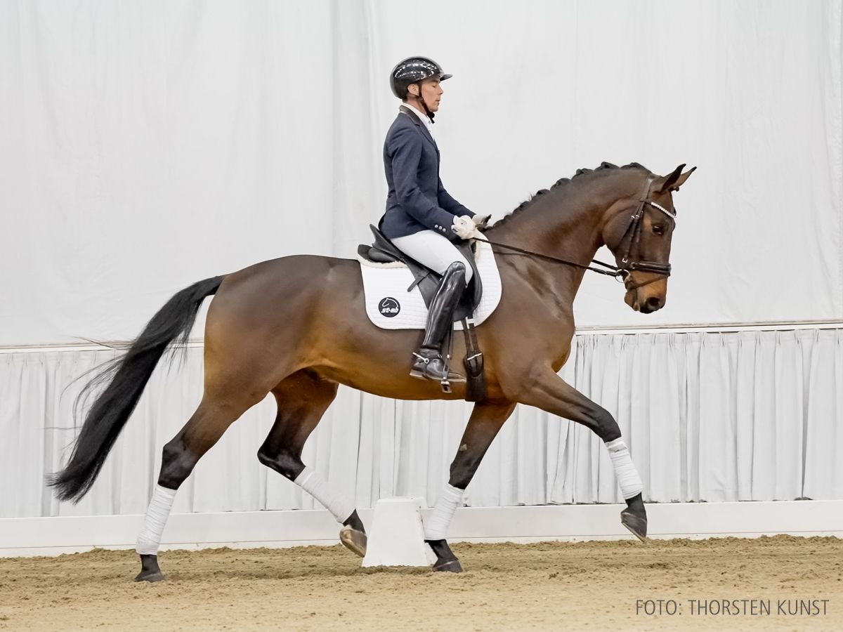 Hannoveriano Caballo castrado 4 años 170 cm Castaño in Verden