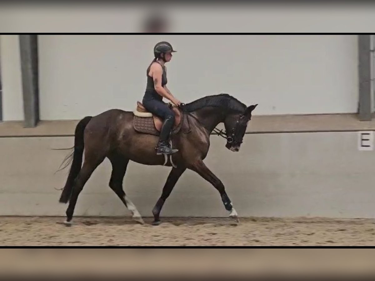 Hannoveriano Caballo castrado 4 años 170 cm Castaño in Grasberg