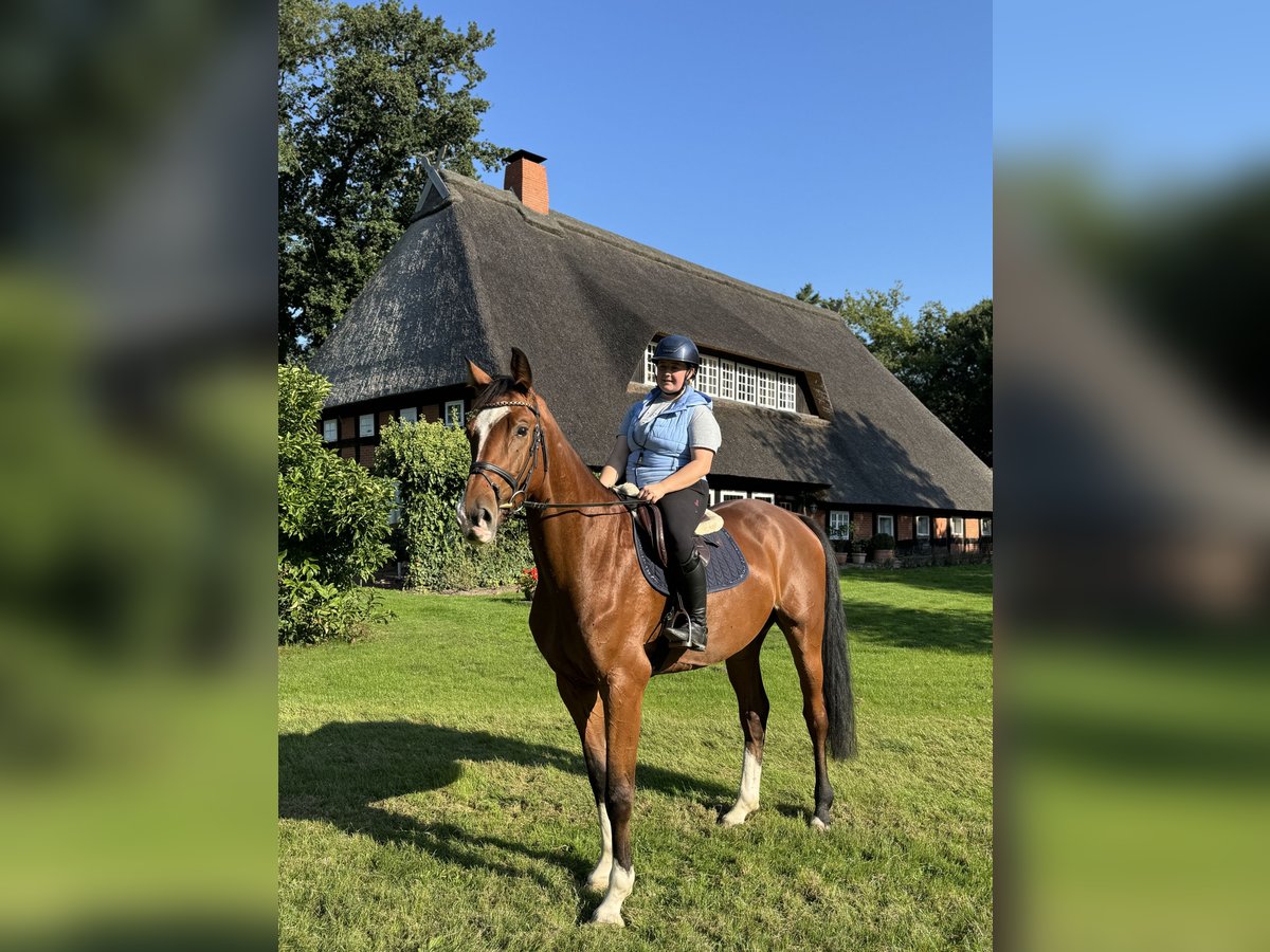 Hannoveriano Caballo castrado 4 años 170 cm Castaño oscuro in Verden (Aller)