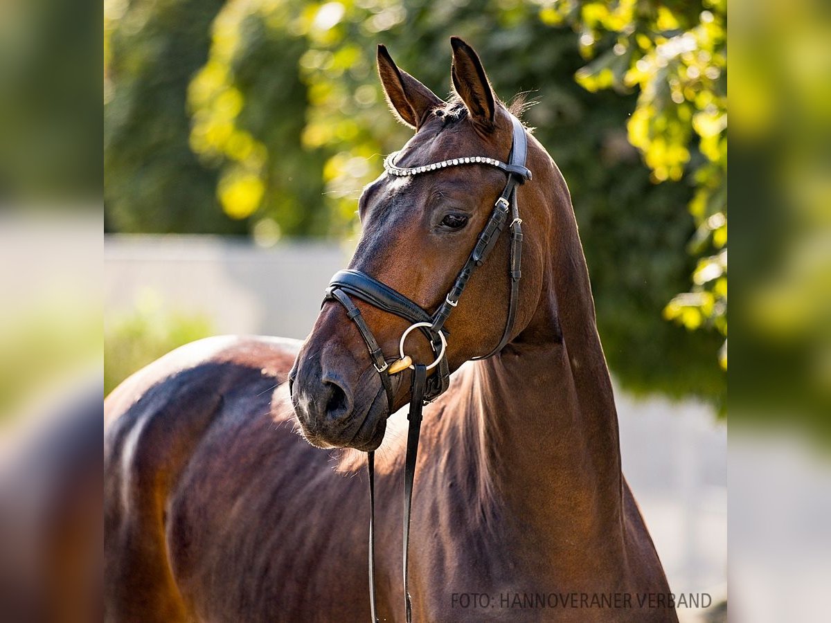 Hannoveriano Caballo castrado 4 años 170 cm Castaño oscuro in Verden