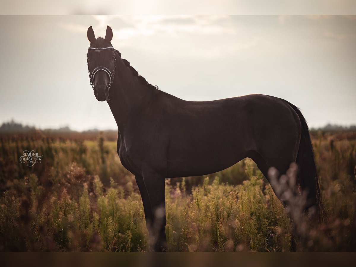 Hannoveriano Caballo castrado 4 años 170 cm Morcillo in Halbturn