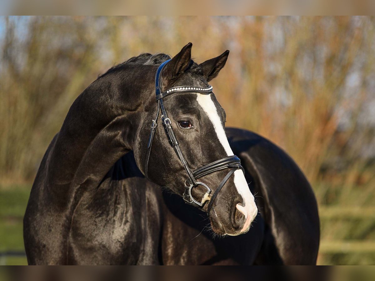 Hannoveriano Caballo castrado 4 años 170 cm Negro in Riedstadt