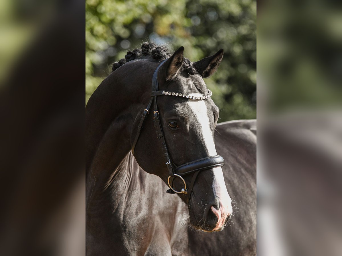 Hannoveriano Caballo castrado 4 años 170 cm Negro in Riedstadt